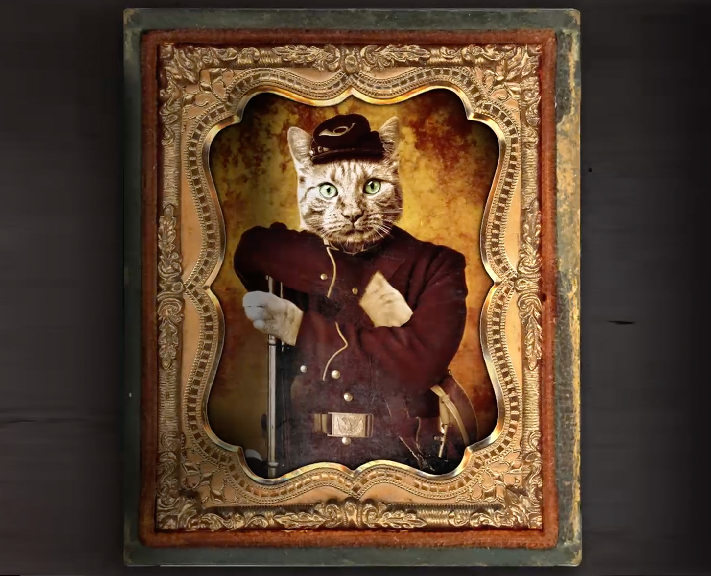 Civil War Cat
